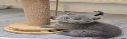 British Shorthair cats for sale:  beautiful British Shorthair kittens  - Advert 5