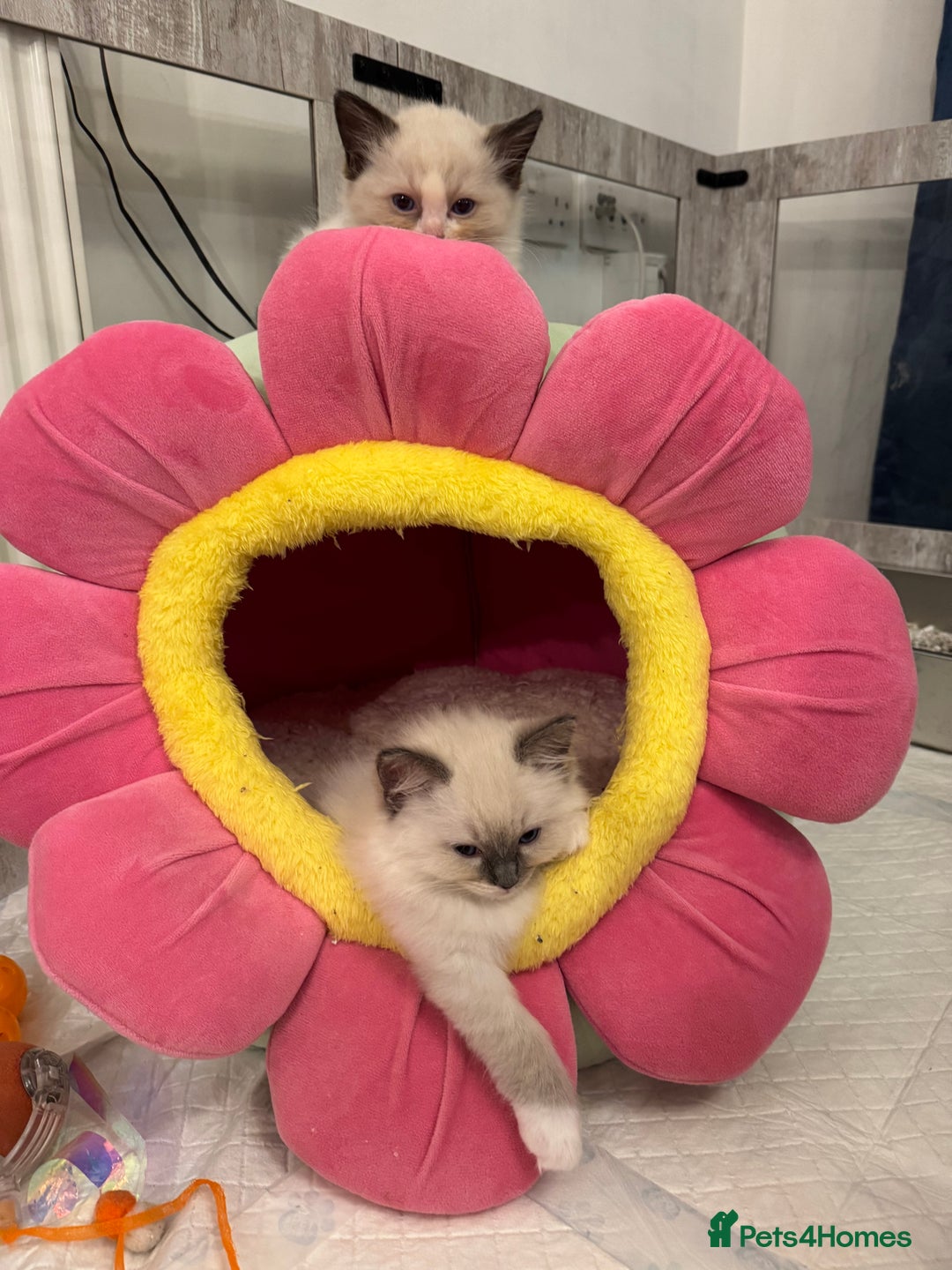 Ragdoll cats for sale: One Girl Available 🌸 - Image 5