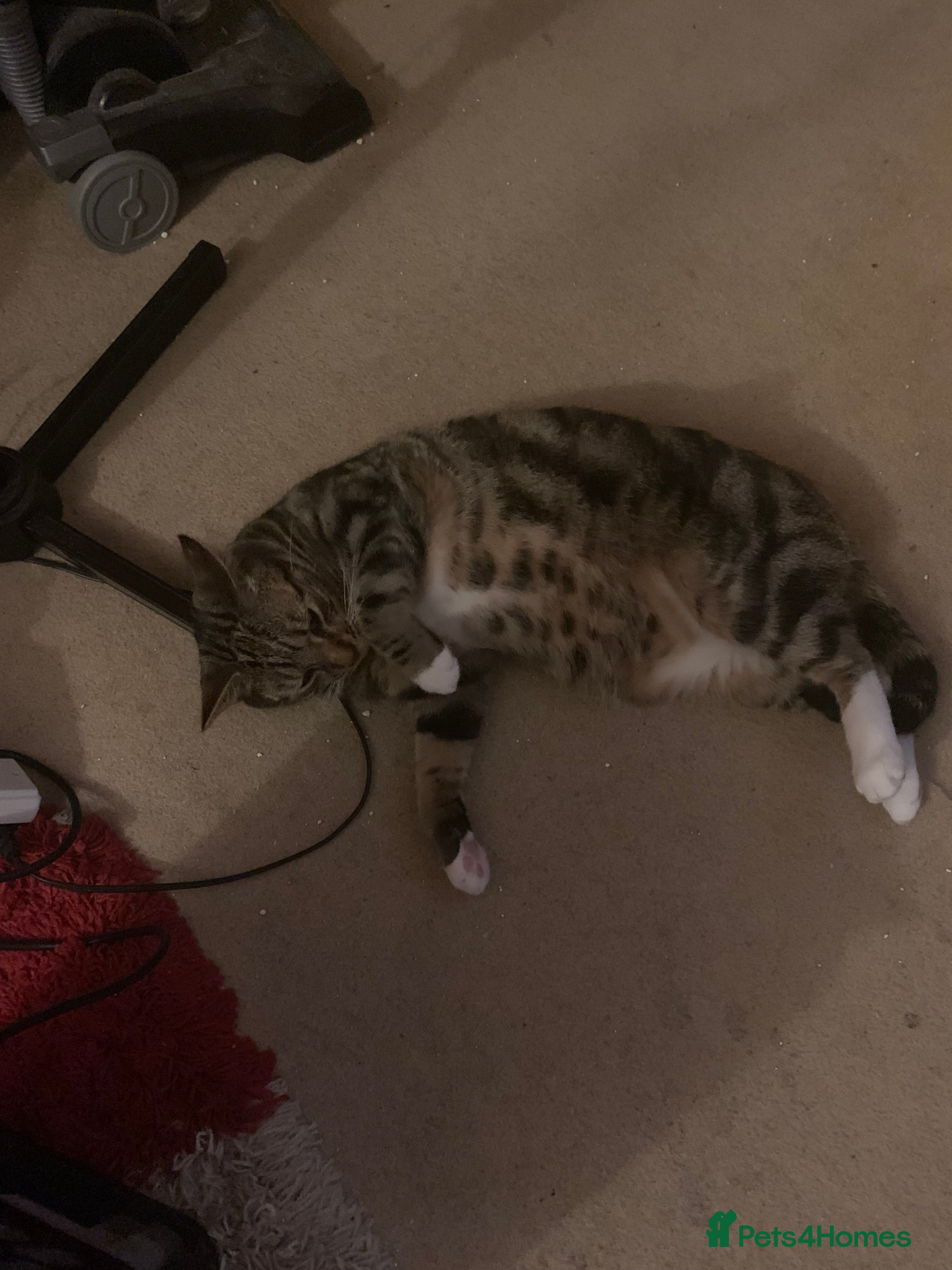 British Shorthair cats Bilbo - Advert 1