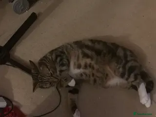 British Shorthair cats Bilbo - Advert 1