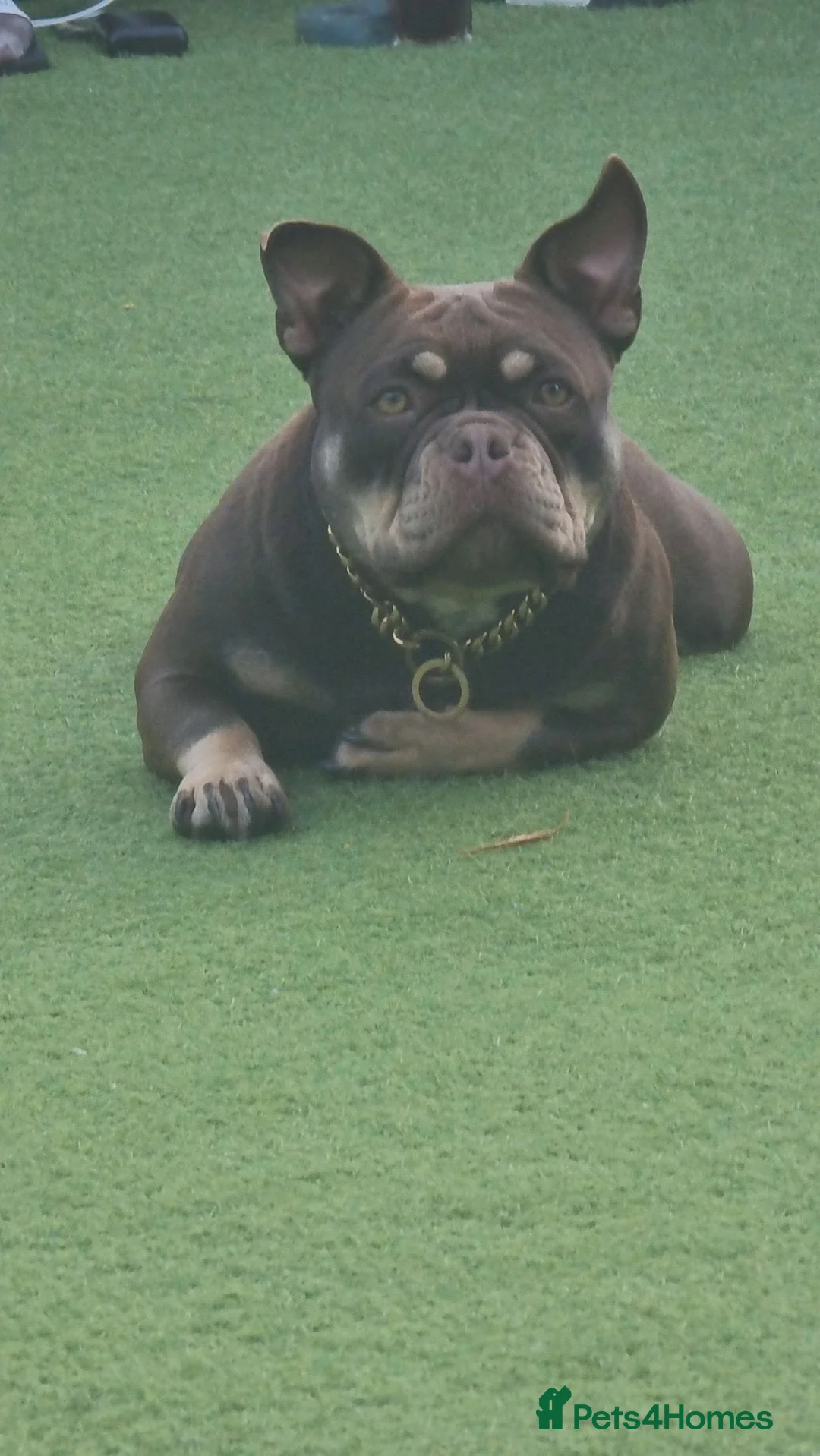 American Bully dogs for sale: American bully - Advert 2