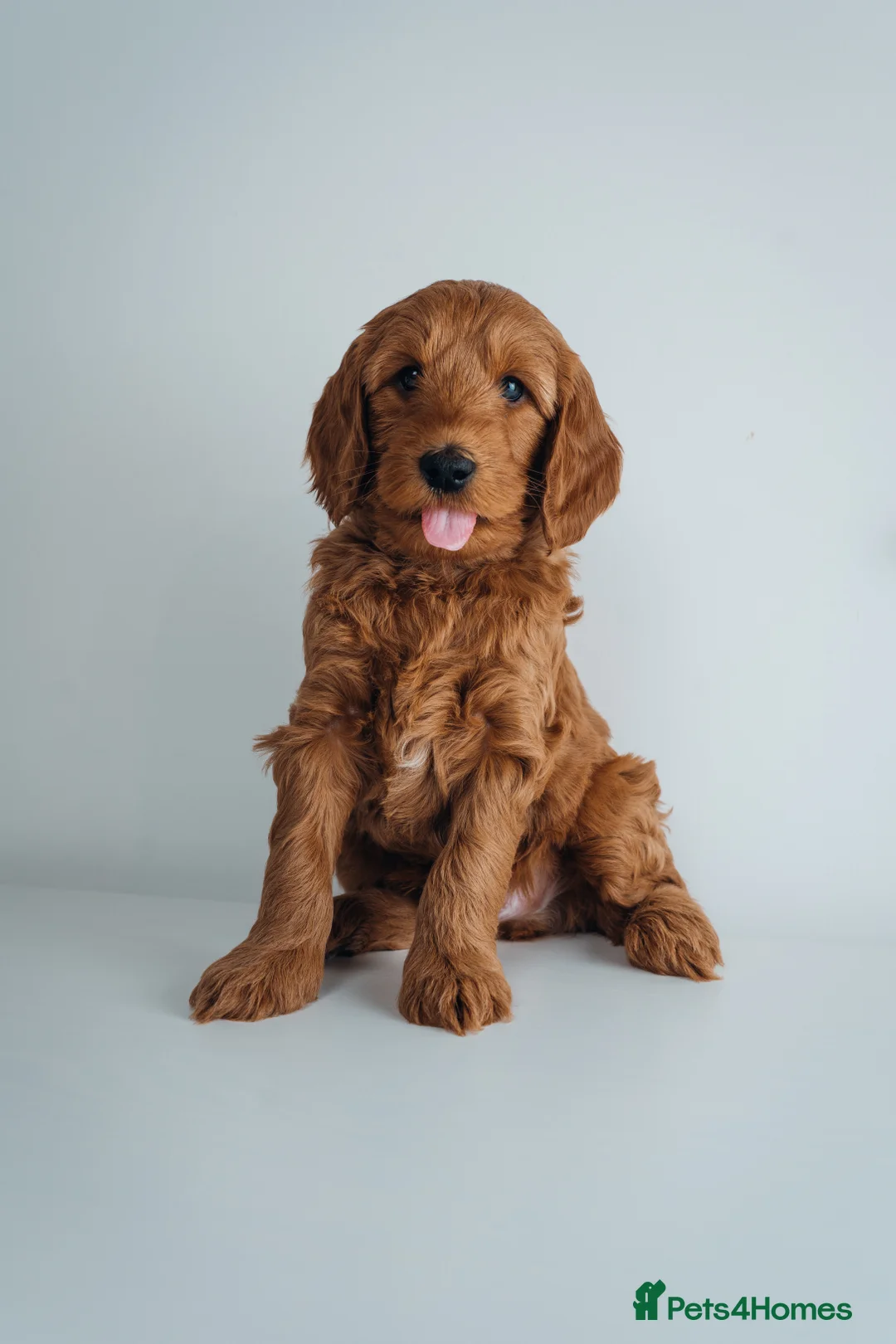 Labradoodle dogs for sale: LAST FEW PUPS - F2B Labradoodle Puppies - Advert 14