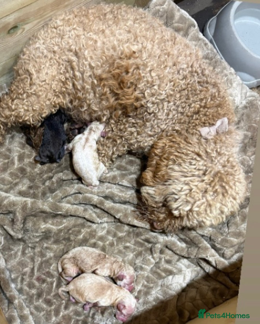 Cockapoo dogs for sale: F1B cockapoo puppies  - Advert 13