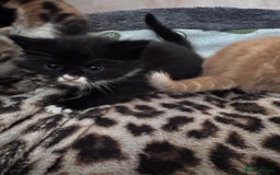 Bengal cats for sale: Beautifull kittens for sale - Image 19