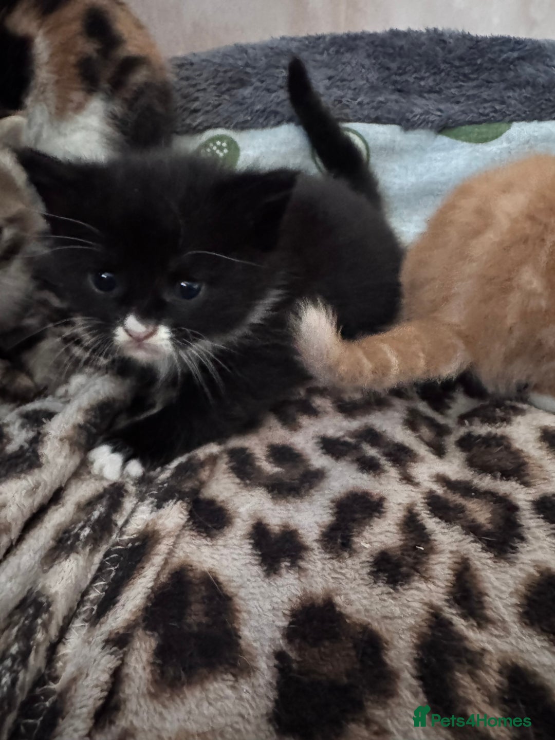 Bengal cats for sale: Beautifull kittens for sale - Image 19
