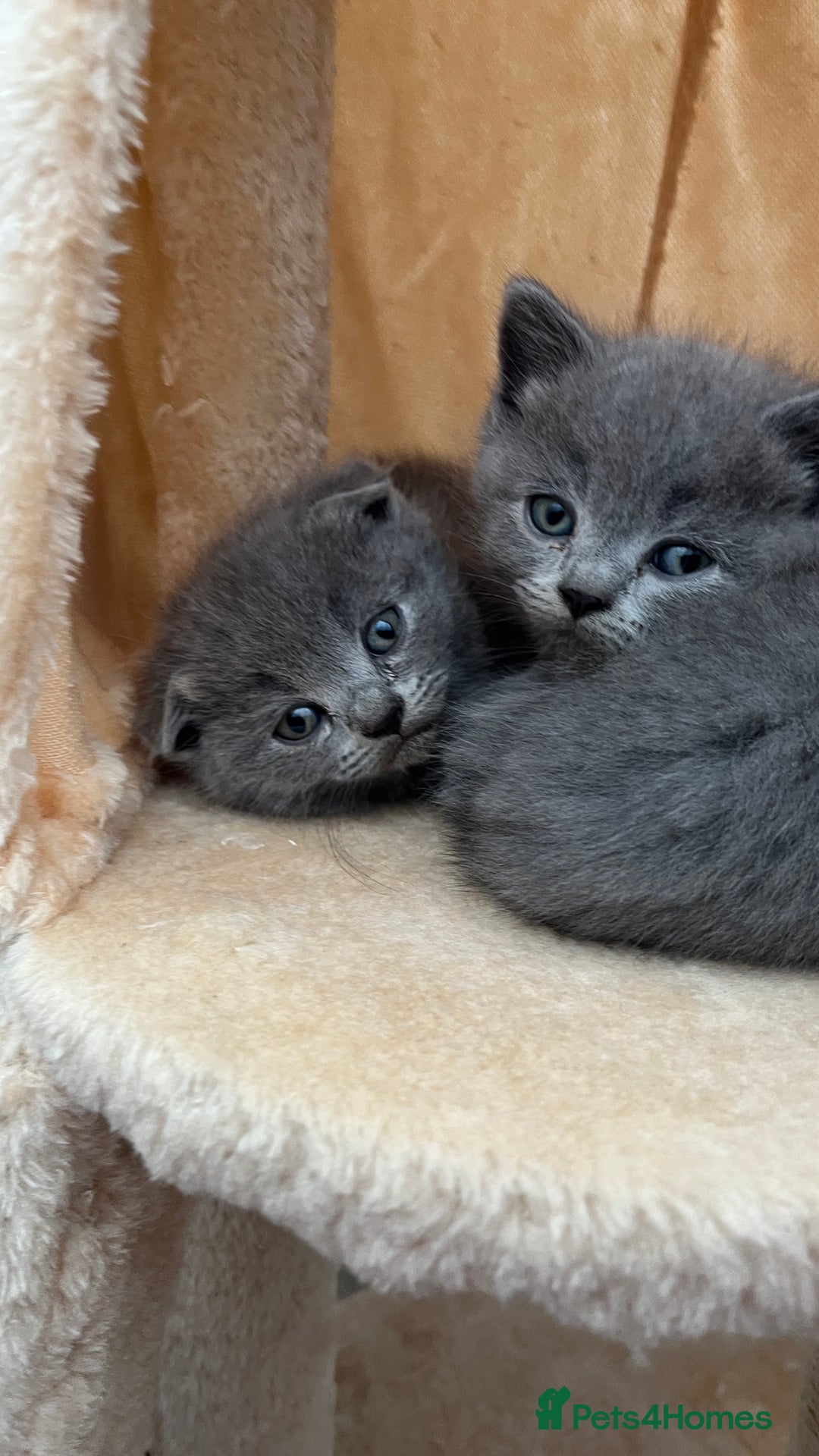 Scottish Fold cats for sale: Lovely Scottish fold kittens  - Advert 6