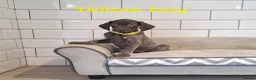 German Shorthaired Pointer dogs for sale: 🤎🤍 KC reg German Shorthaired Pointers 🤍🤎 - Advert 18