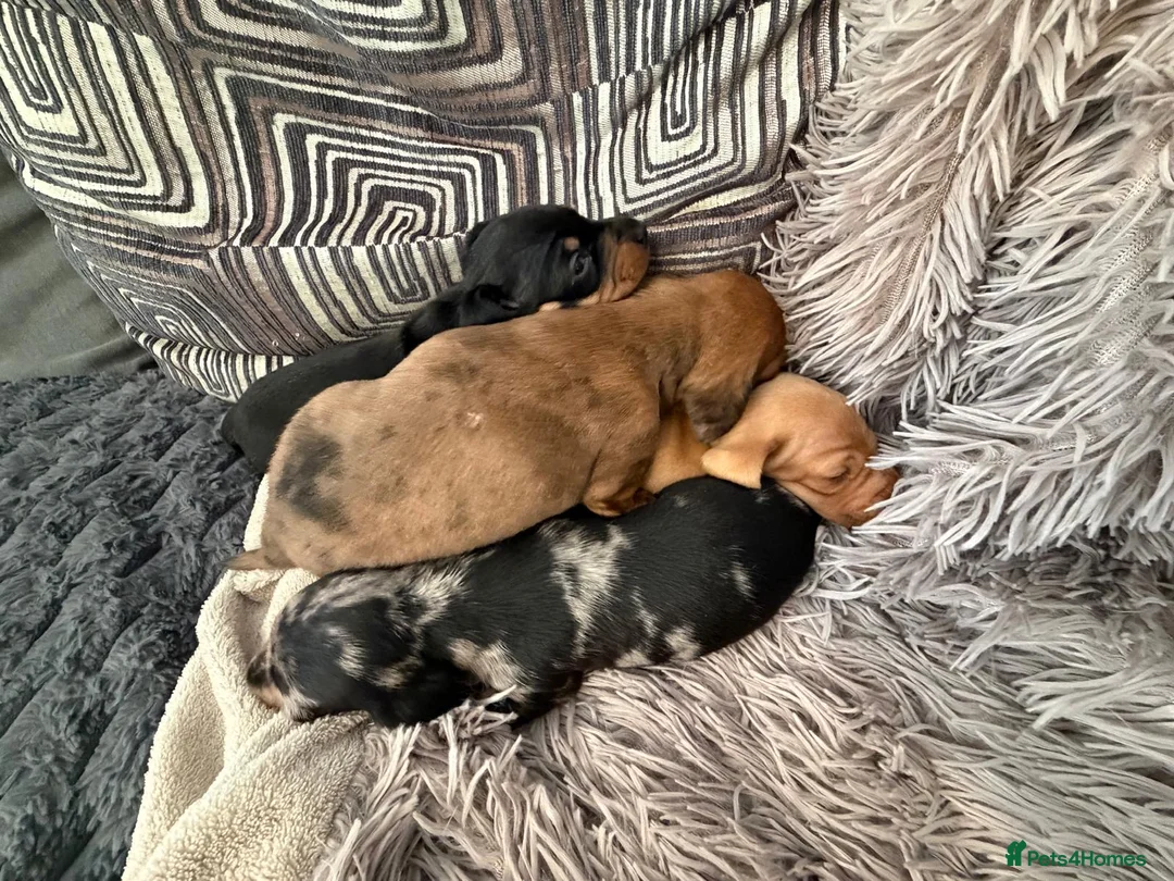 Miniature Dachshund dogs for sale: 4 female miniature dachshunds. - Advert 6