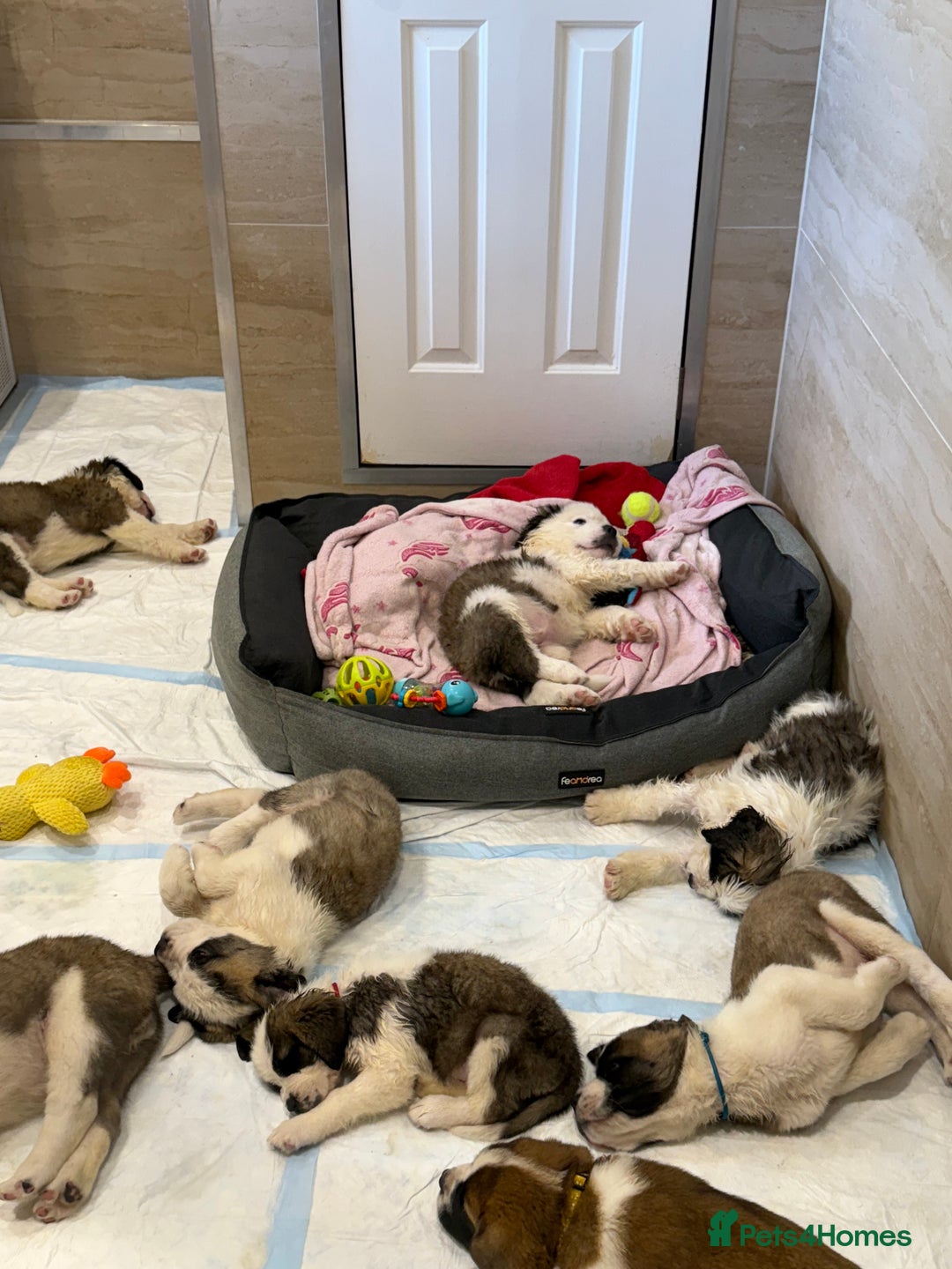 Saint Bernard dogs for sale: Health tested home raised puppies  in Thetford - Image 25