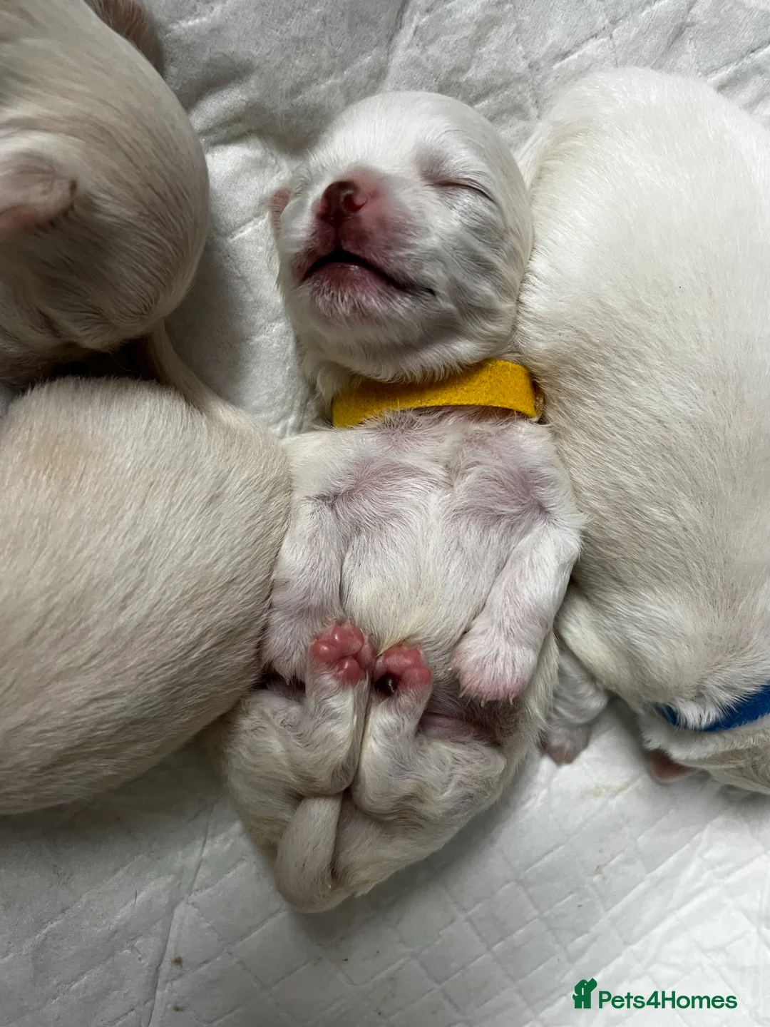 Chihuahua dogs for sale:  Long Coat Chihuahua Puppies - Advert 2