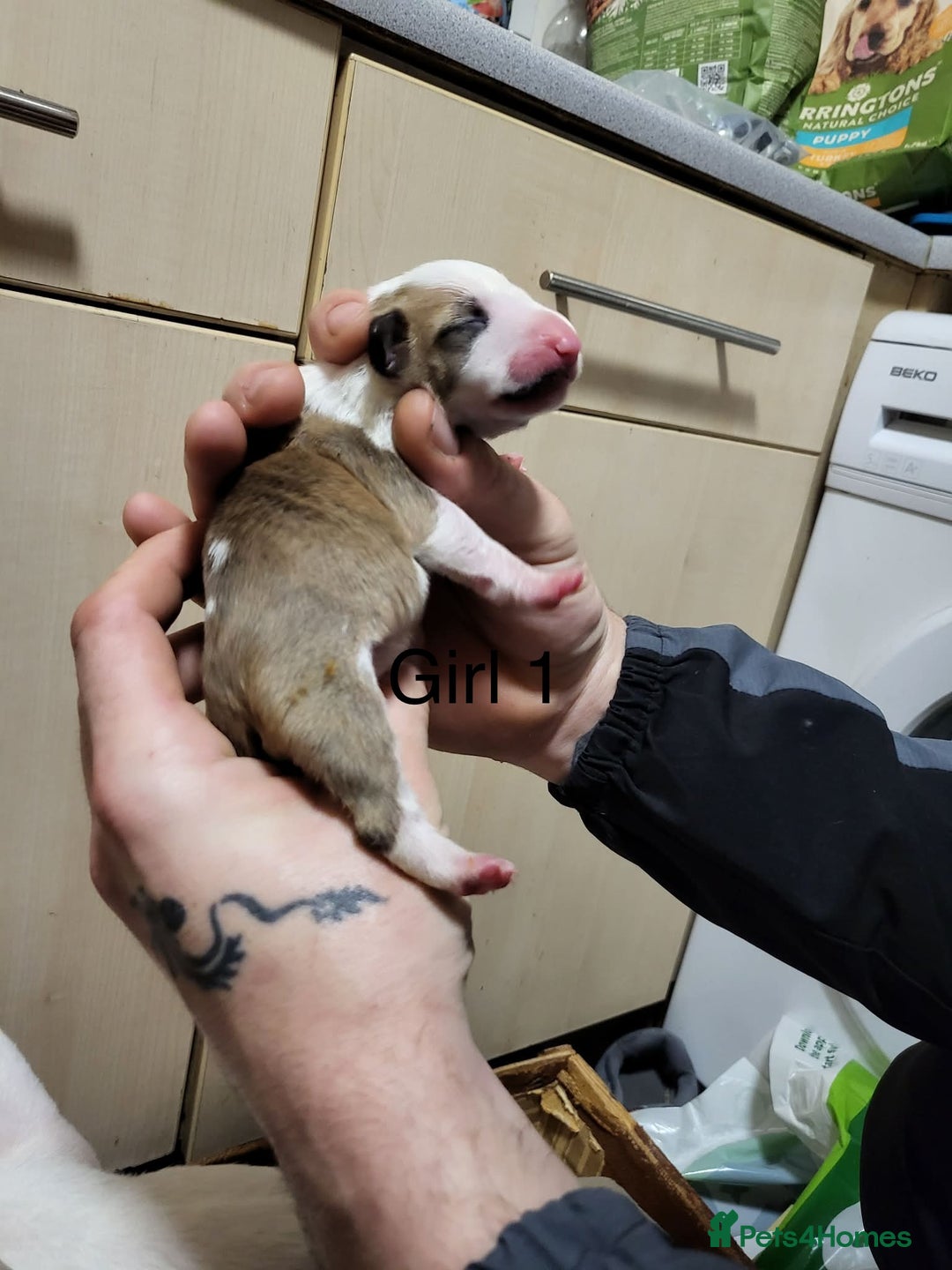 English Bull Terrier dogs for sale: English bull terrier puppies  - Advert 14