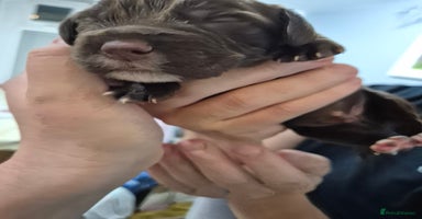 Cocker Spaniel dogs - Advert 2