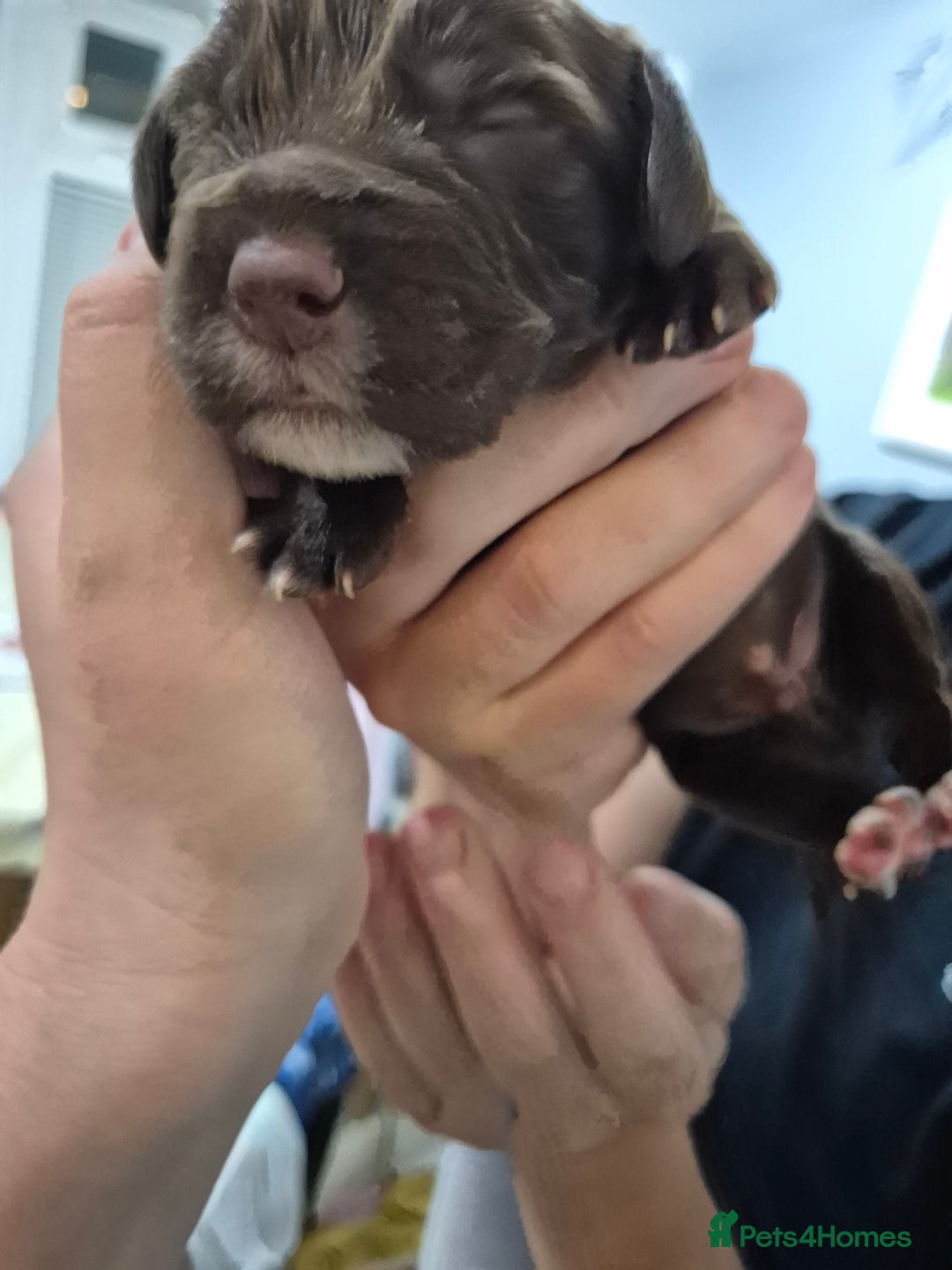 Cocker Spaniel dogs for sale: Cocker Spaniel Puppies - Image 4