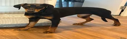 Dobermann dogs for sale: Doberman  in Paisley - Advert 4