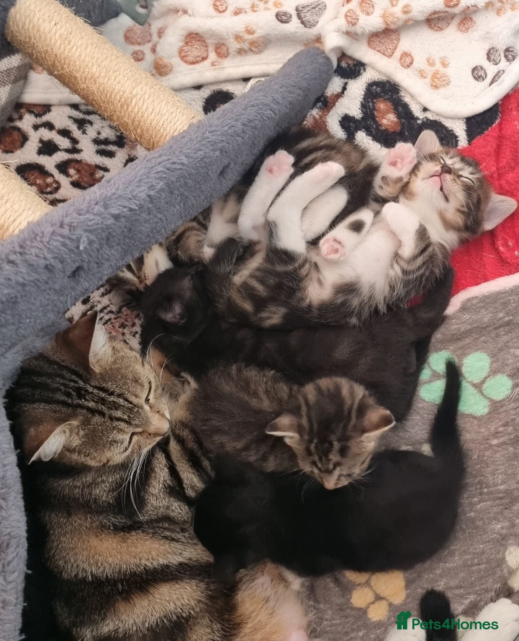 Mixed Breed cats Beautiful bread Sokoke × Turkish Van Kittens❤️ - Advert 5