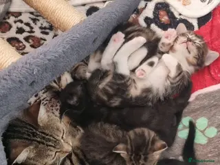 Mixed Breed cats Beautiful bread Sokoke × Turkish Van Kittens❤️ - Advert 5