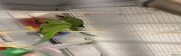 Ringnecks birds for sale: Male and female indian ringneck parrot.  - Advert 2