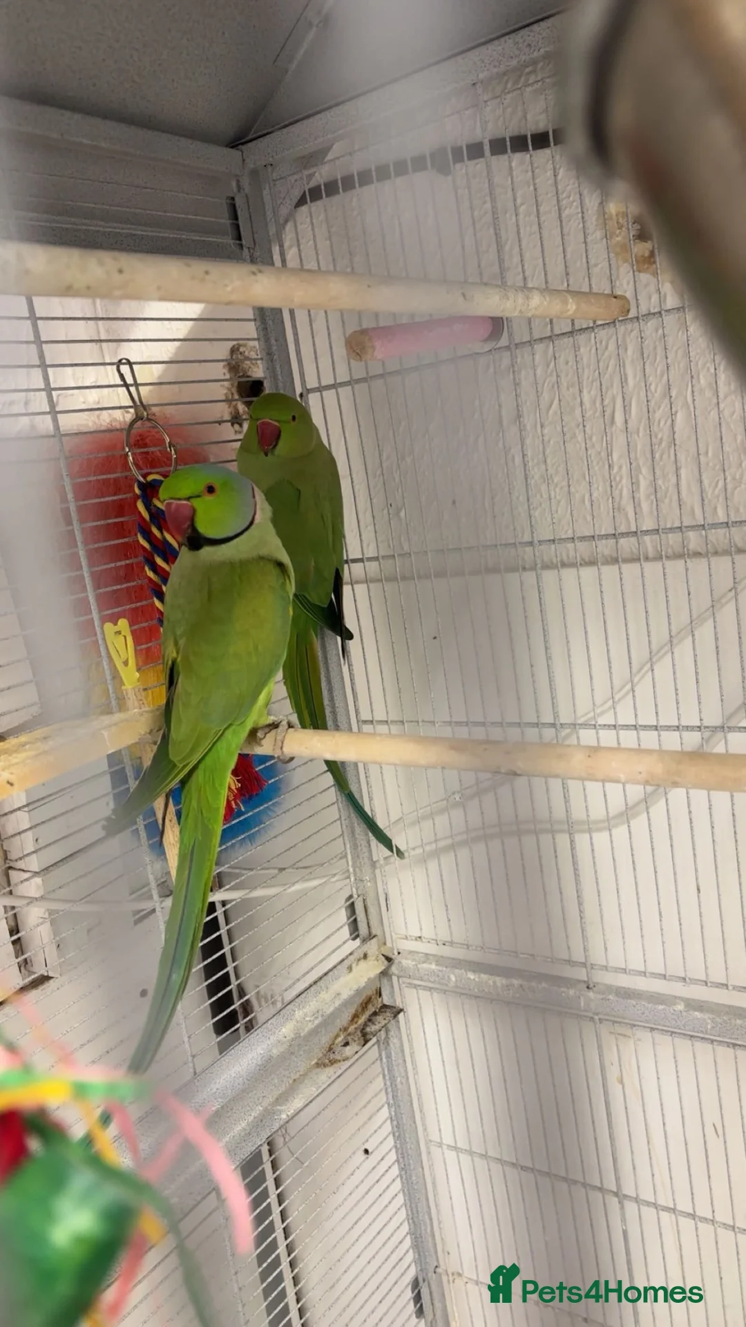 Ringnecks birds for sale: Male and female indian ringneck parrot.  - Advert 2