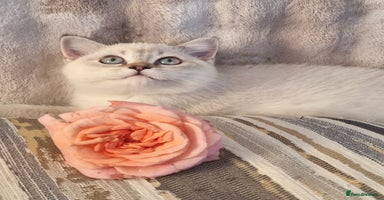British Shorthair cats - Advert 16
