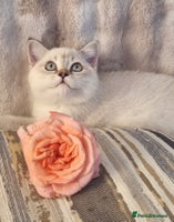 British Shorthair cats - Advert 9