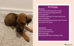 Rhodesian Ridgeback dogs for sale: Pedigree Ridgeback Puppies - READY FOR VIEWING in Scunthorpe - Image 19