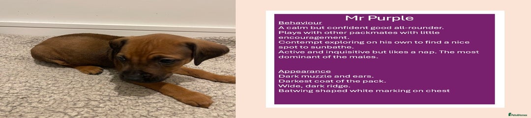 Boy - Rhodesian Ridgeback Puppy - Purple