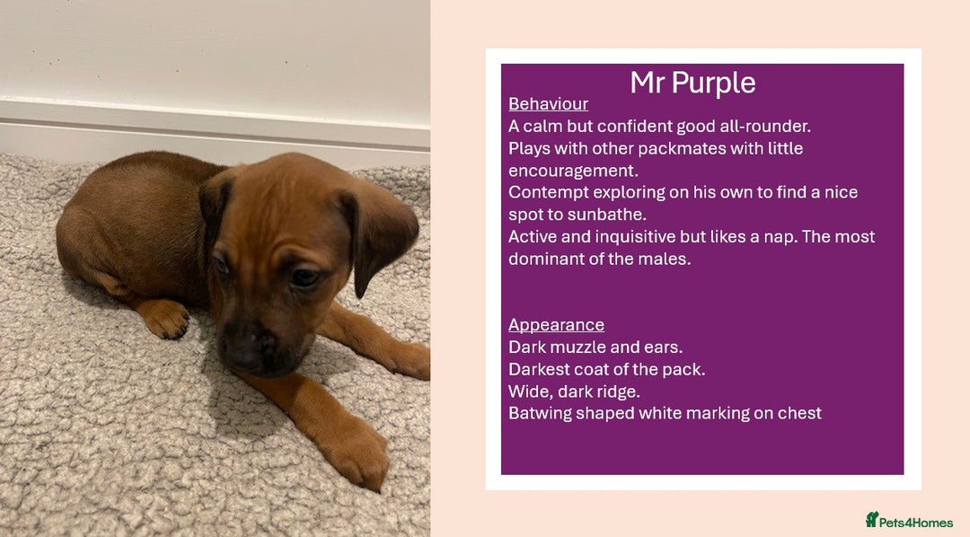 Rhodesian Ridgeback dogs for sale: Pedigree Ridgeback Puppies - READY FOR VIEWING in Scunthorpe - Image 19