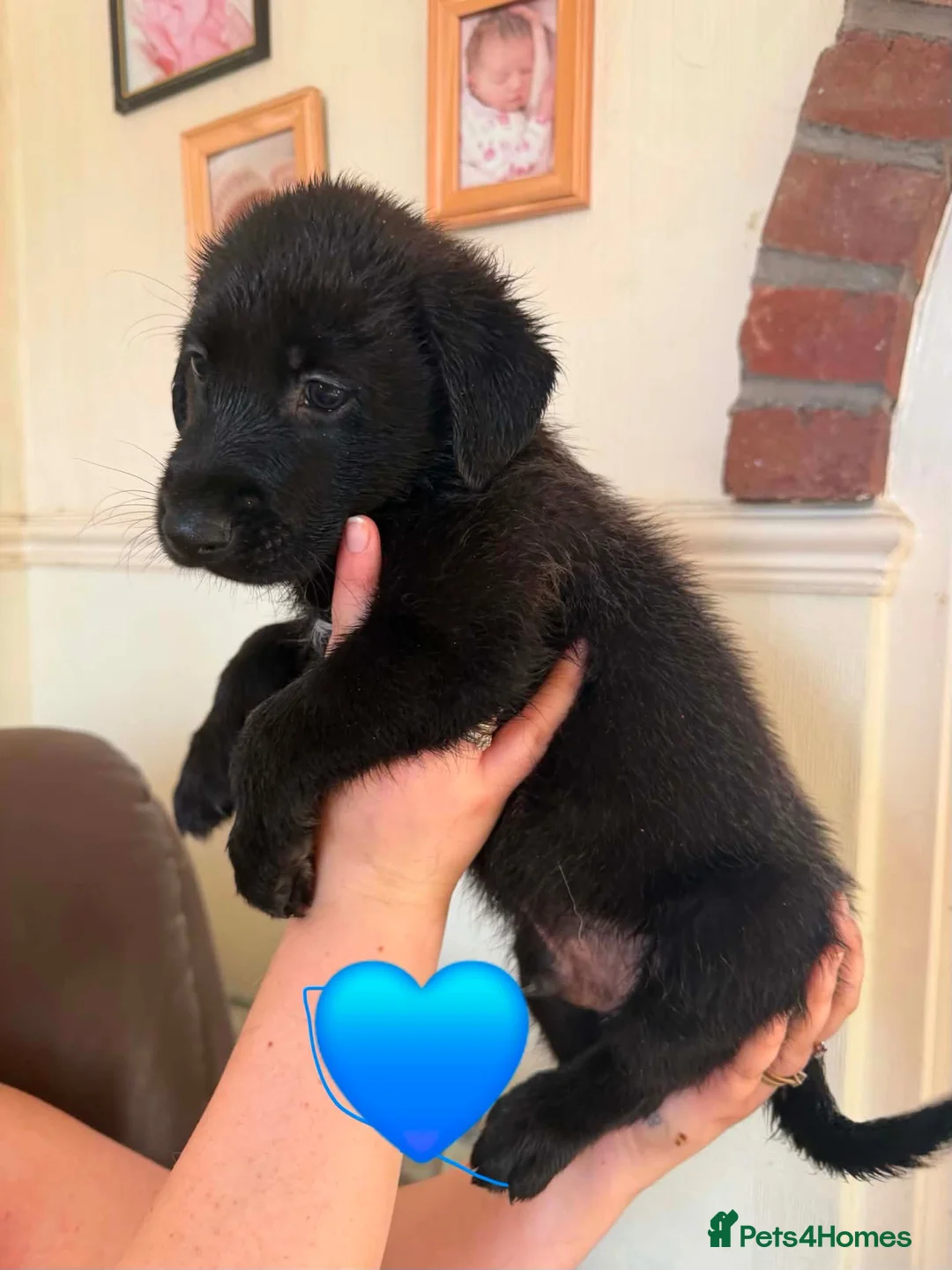 Sheprador dogs for sale: German Shepherd x Labrador pups - Advert 2