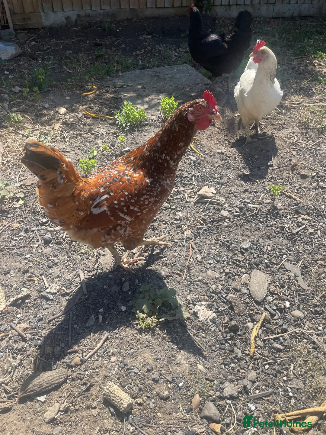 Chickens poultry for sale: 3 Laying chickens  in Peterborough - Advert 2