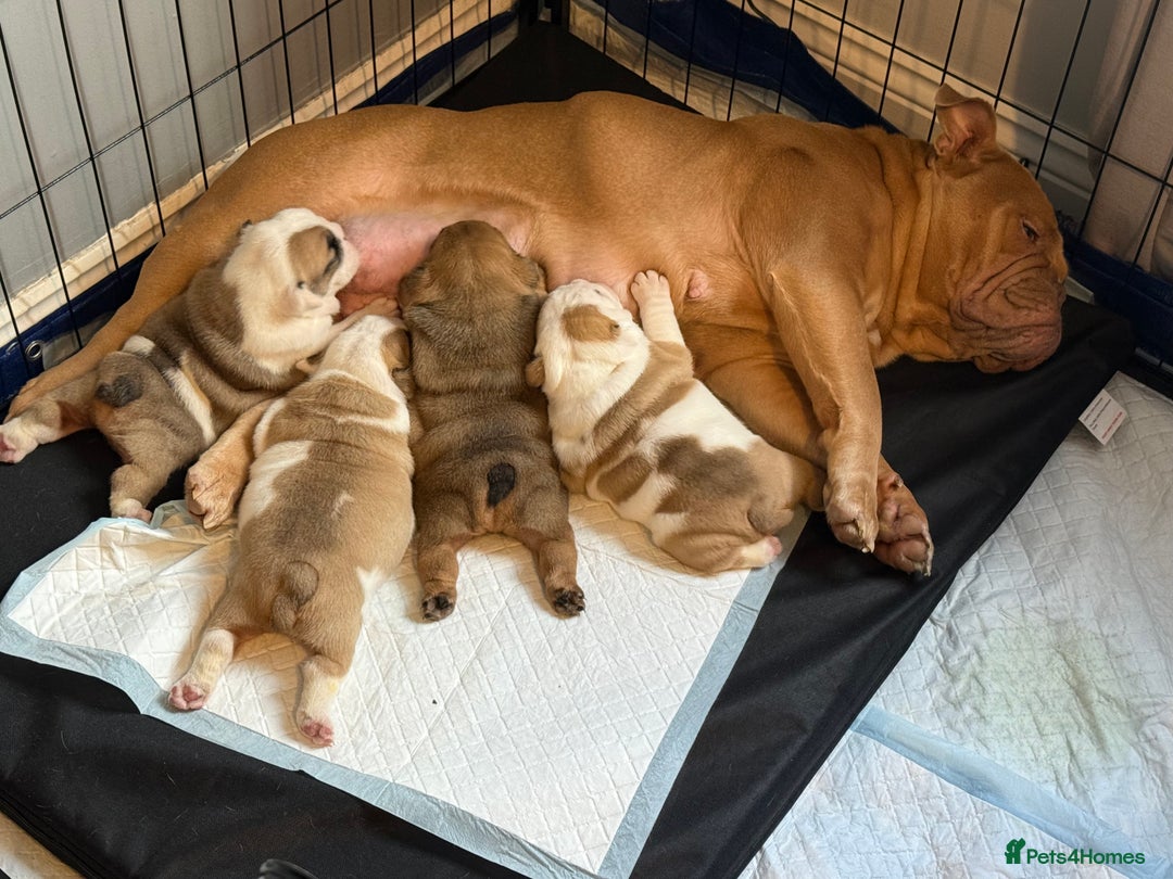 English Bulldog dogs for sale: Exceptional Show-Quality KC English Bulldog Boy - Advert 10