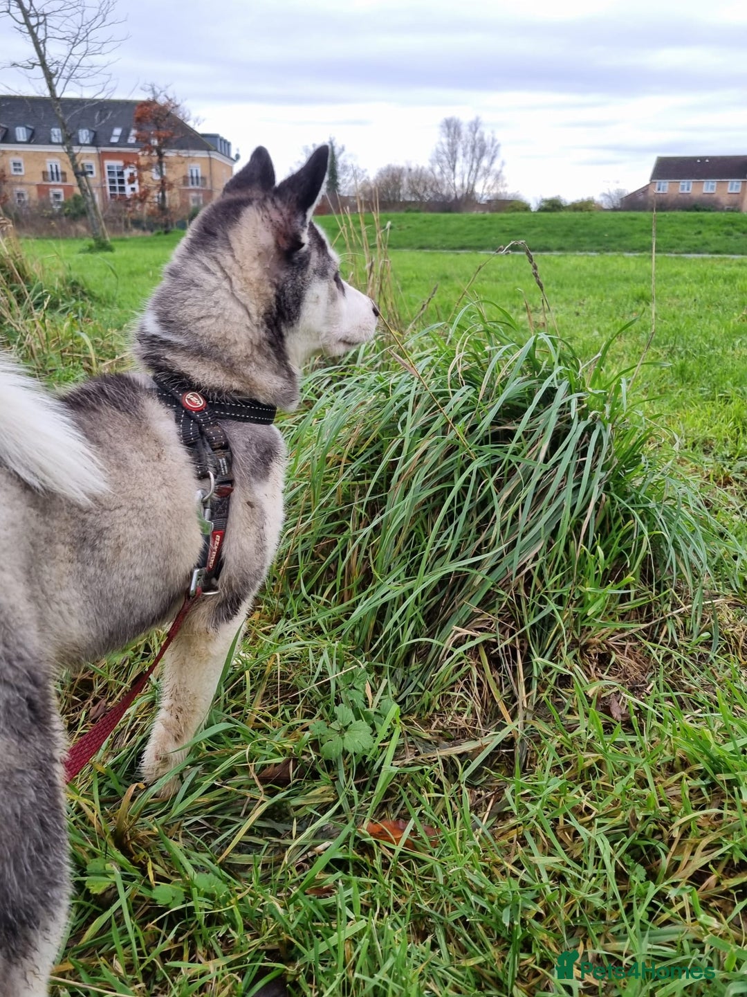 Mixed Breed dogs for sale: Pomsky for sale - Advert 20
