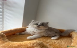 British Shorthair cats for sale: 🐻 Beautiful Teddy Bear BSH and BLH 🐻 - Image 10