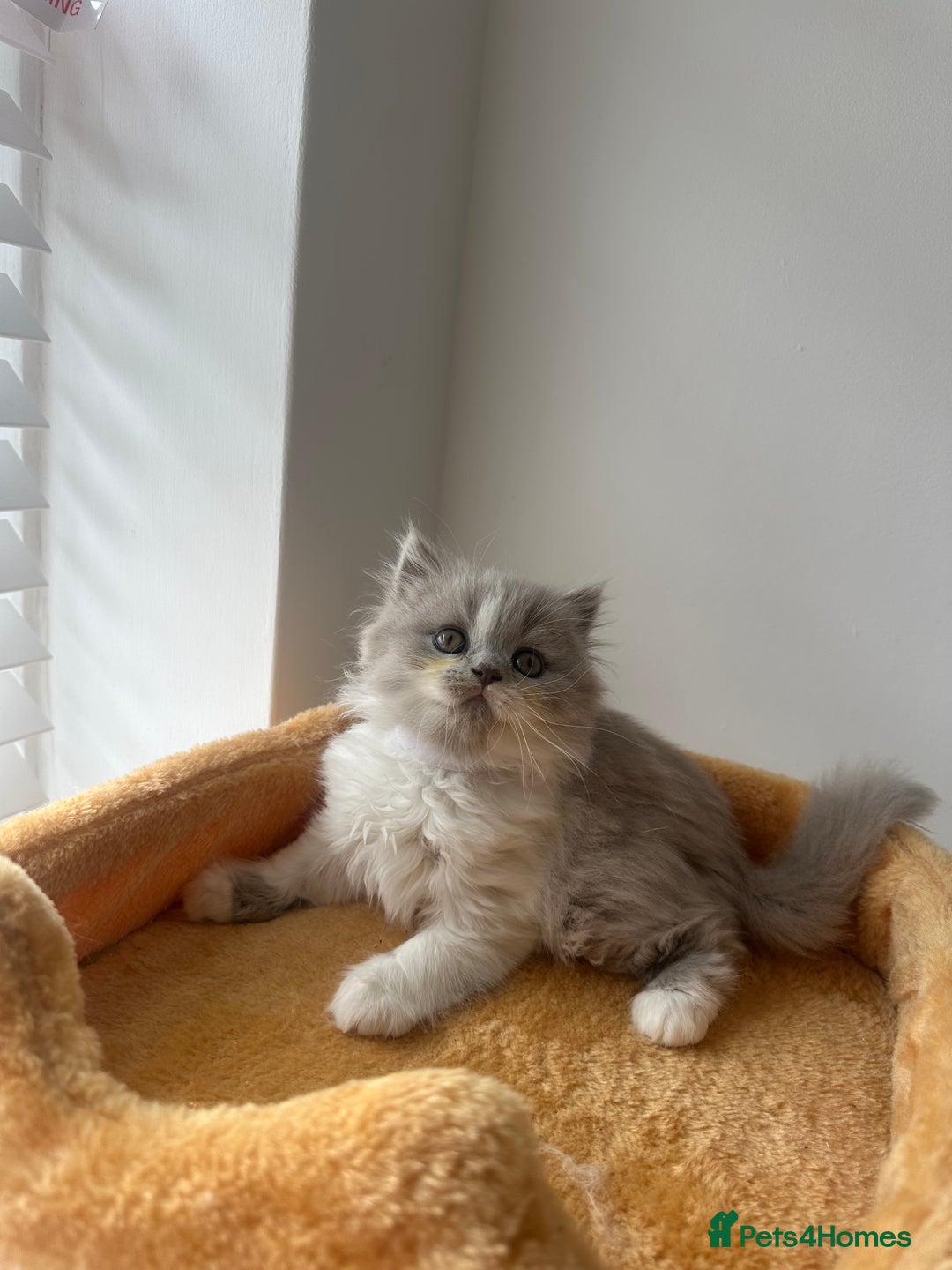 British Shorthair cats for sale: 🐻 Beautiful Teddy Bear BSH and BLH 🐻 - Image 10