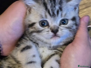 British Shorthair cats - Advert 33