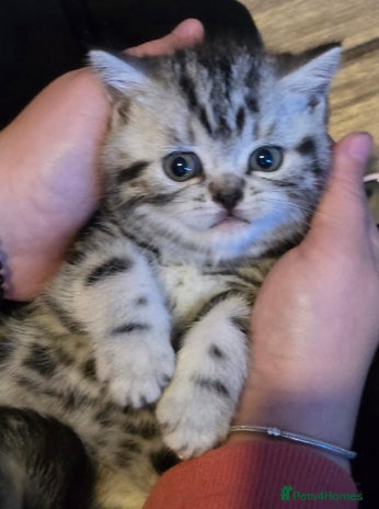 British Shorthair cats - Advert 3