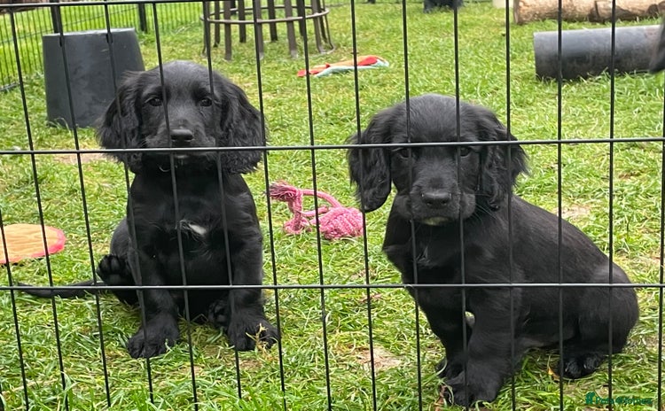 Cocker Spaniel dogs - Advert 10