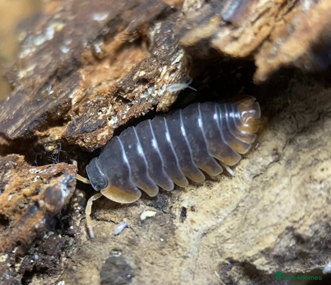 Mixed Breed invertebrates for sale: Isopods, Millipedes & Springtails - Image 15