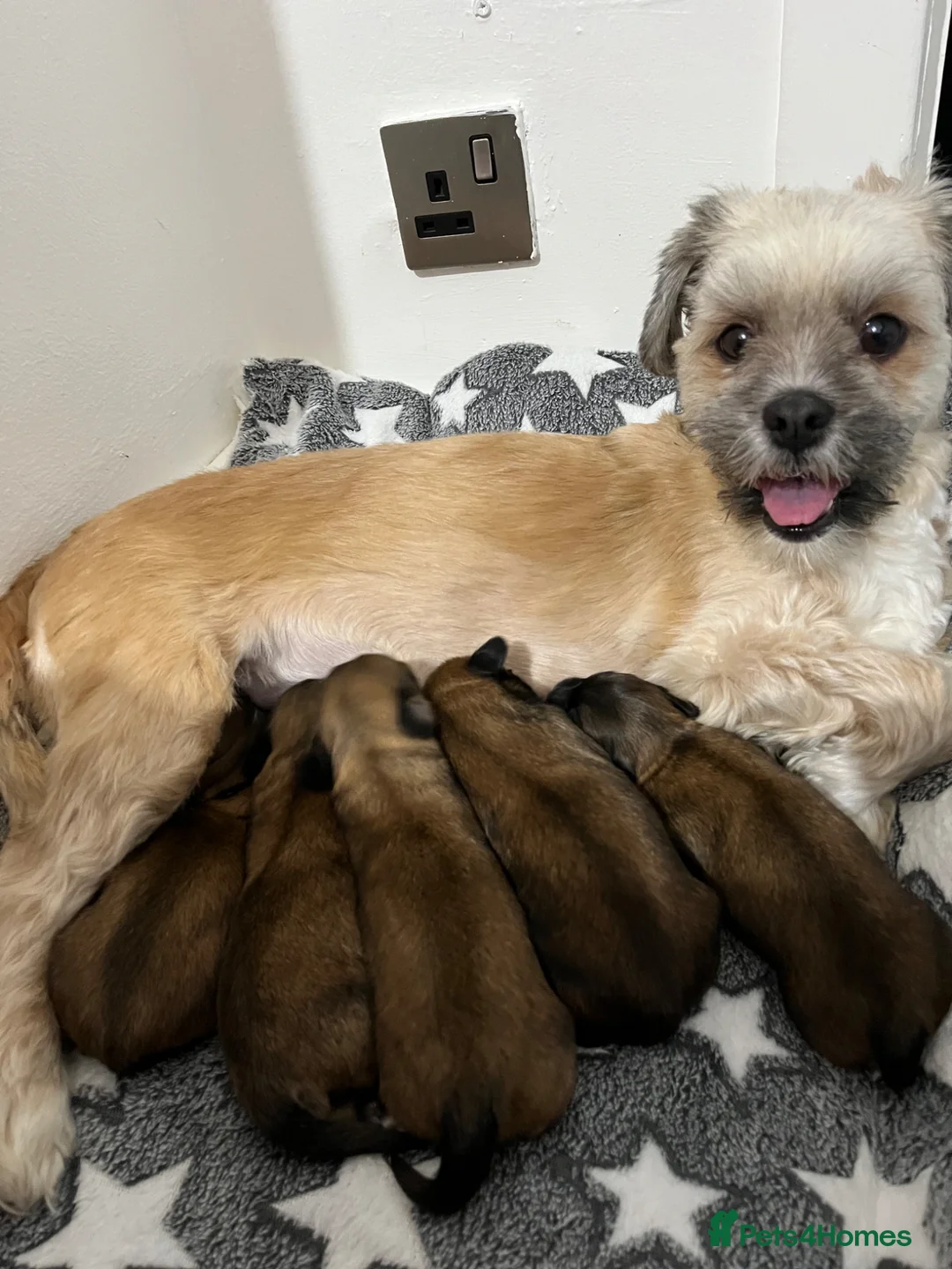 Lhasa Apso dogs for sale: Lhasa apso puppies for sale 🐶🐶🐶 - Advert 1