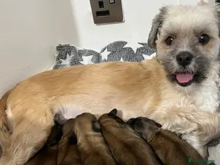 Lhasa Apso dogs Lhasa apso puppies for sale 🐶🐶🐶 - Advert 1