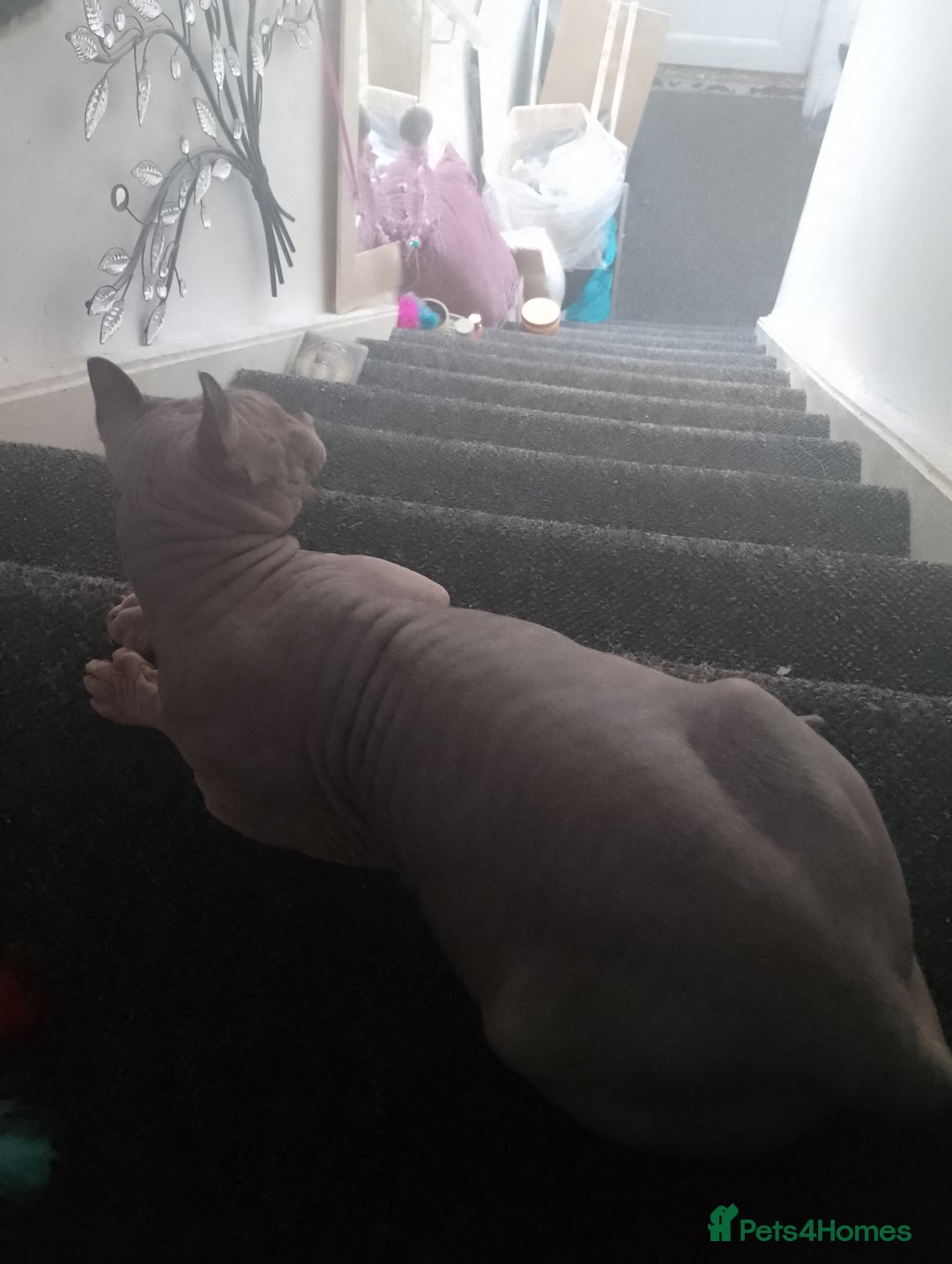 Sphynx cats for sale: Stunning 8 month old Elf Sphynx for sale - Advert 2