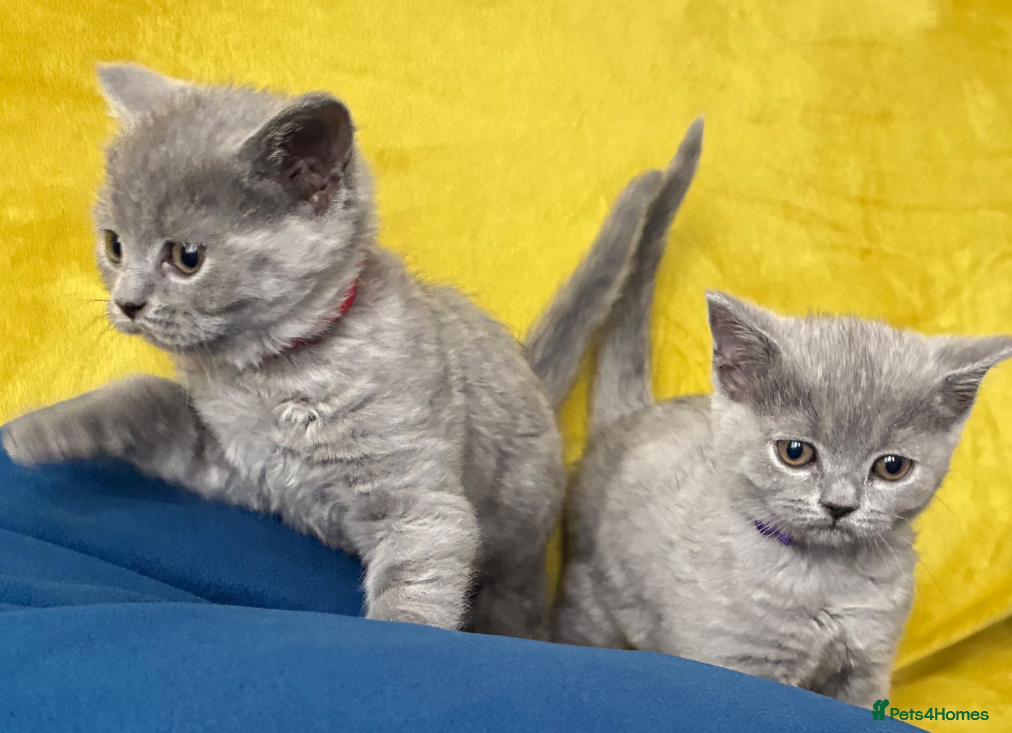 British Shorthair cats Pure British shorthair kittens- caring home 🐾 - Advert 2