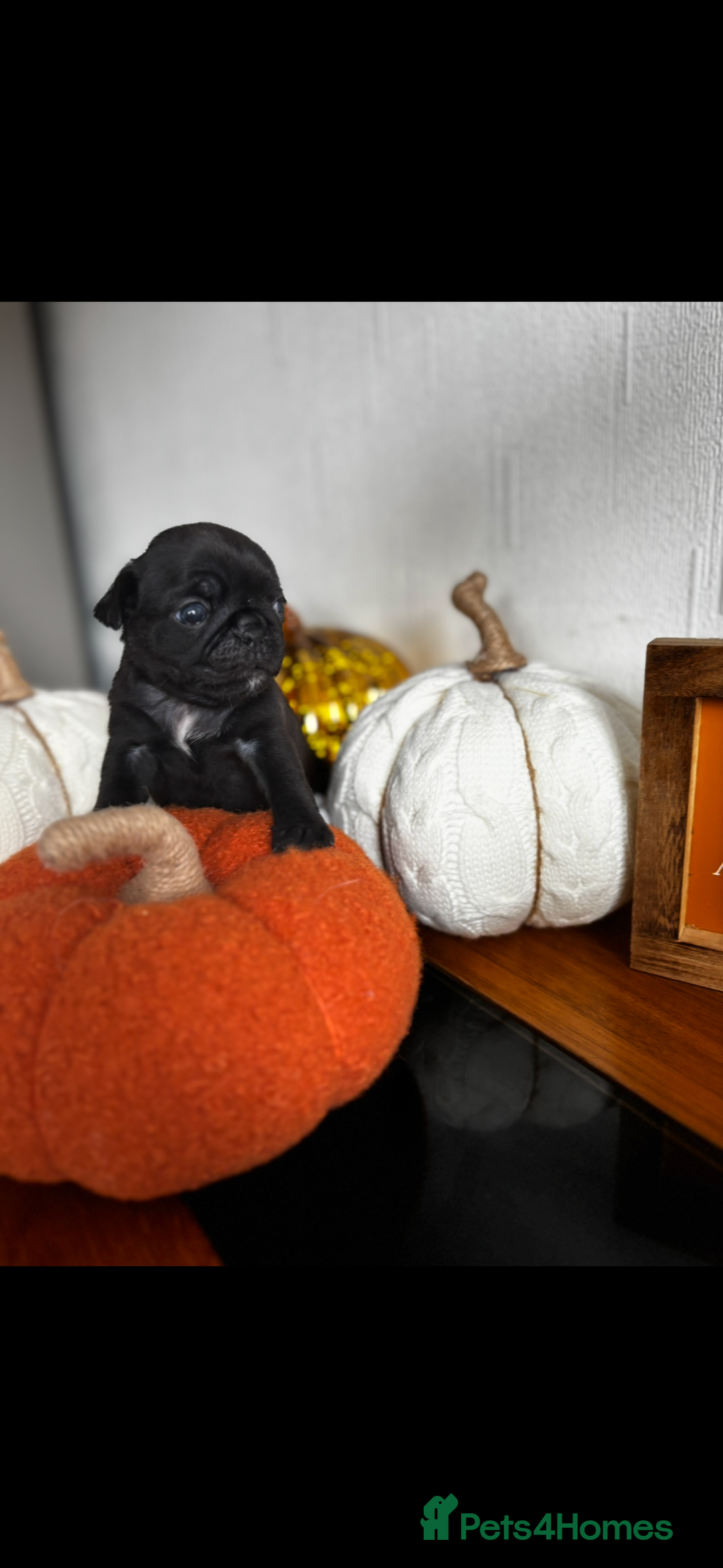 Pug dogs for sale: Beautiful Pugs  - Image 7