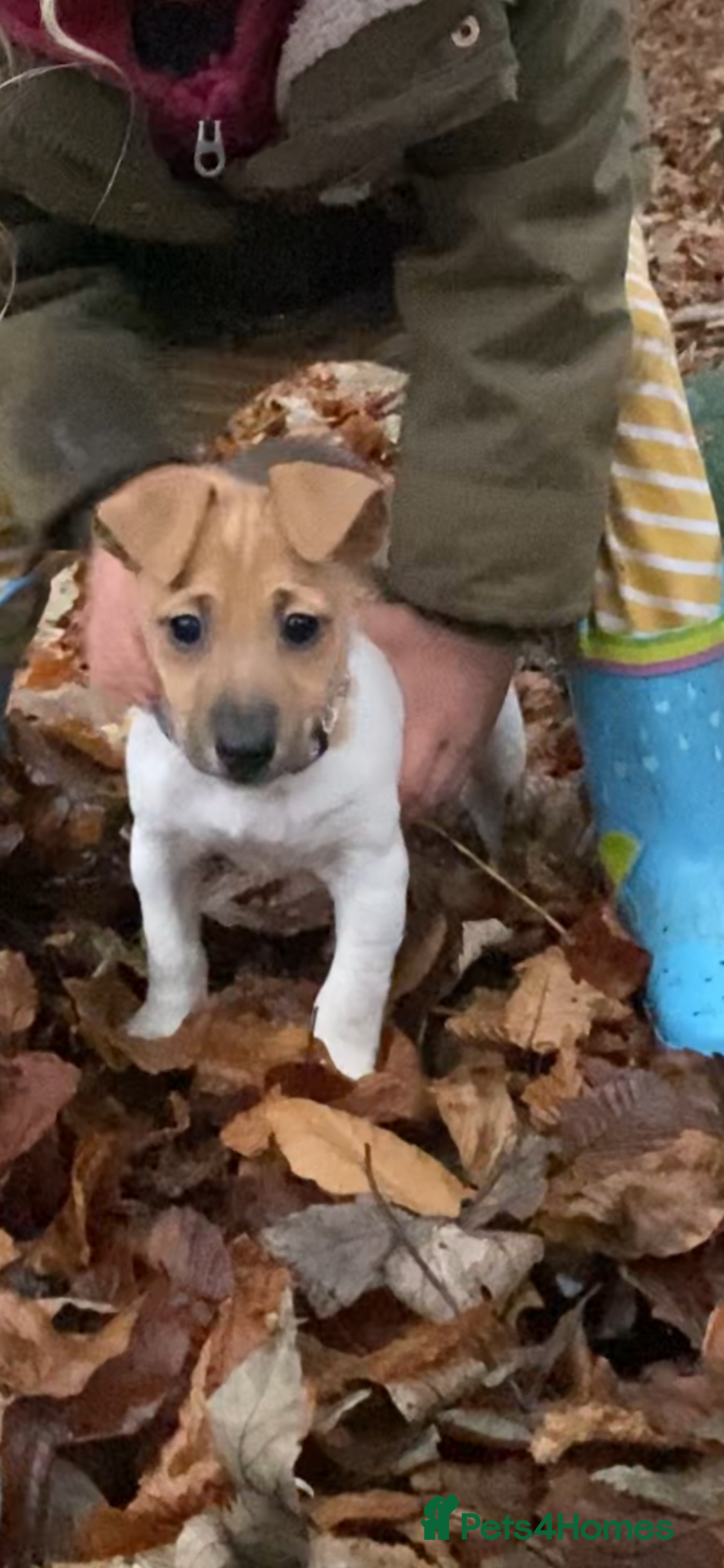 Jack Russell dogs for sale: Traditional small type Jack Russell girl puppy - Advert 10