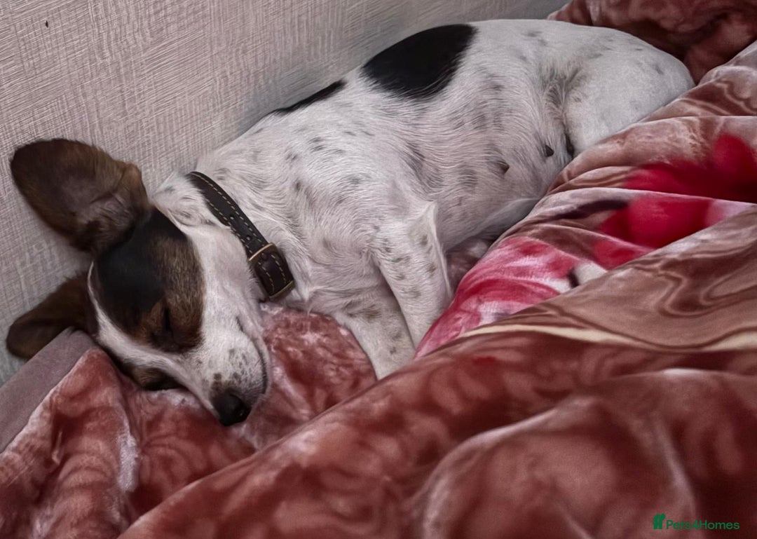 Jack Russell dogs for sale: Traditional Miniature Jack Russell Puppies! - Advert 27