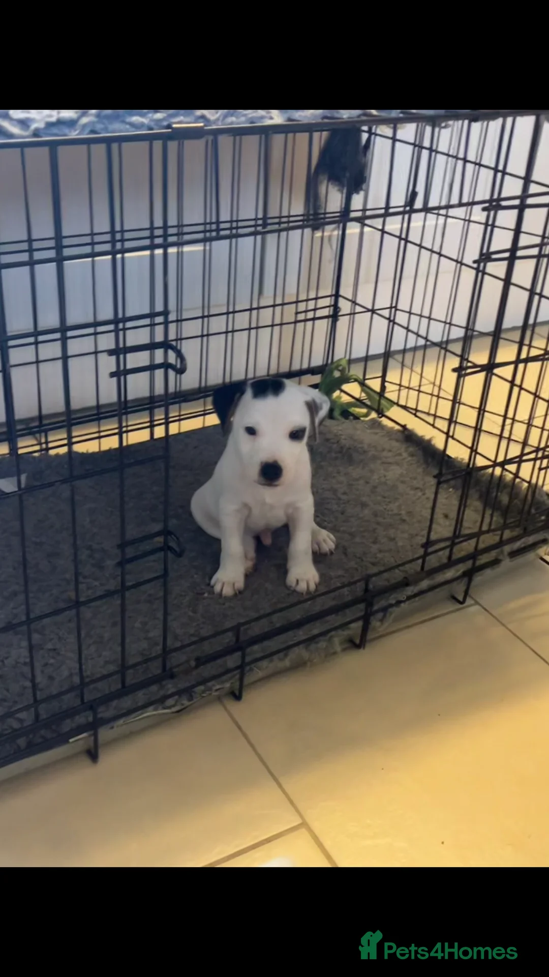 Parson Russell dogs for sale: 3/4 Parson Russell X 1/4 Patterdale  - Advert 3