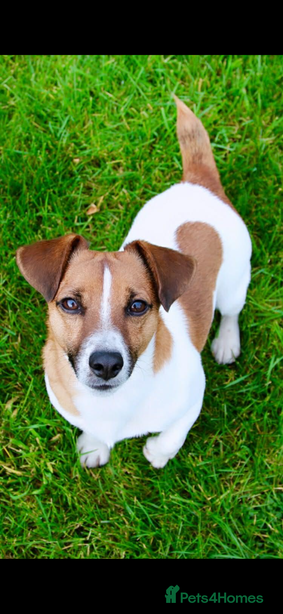 Jack Russell dogs for sale: Minature Jack Russell pups  in Enniskillen - Advert 2