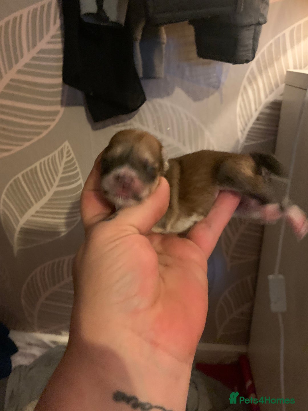 Lhasa Apso dogs for sale: 4 stunning Lhasa  boys  - Image 6