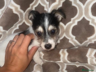 Jack Russell dogs - Advert 3