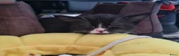 Mixed Breed cats for sale: Female kitten - Advert 2