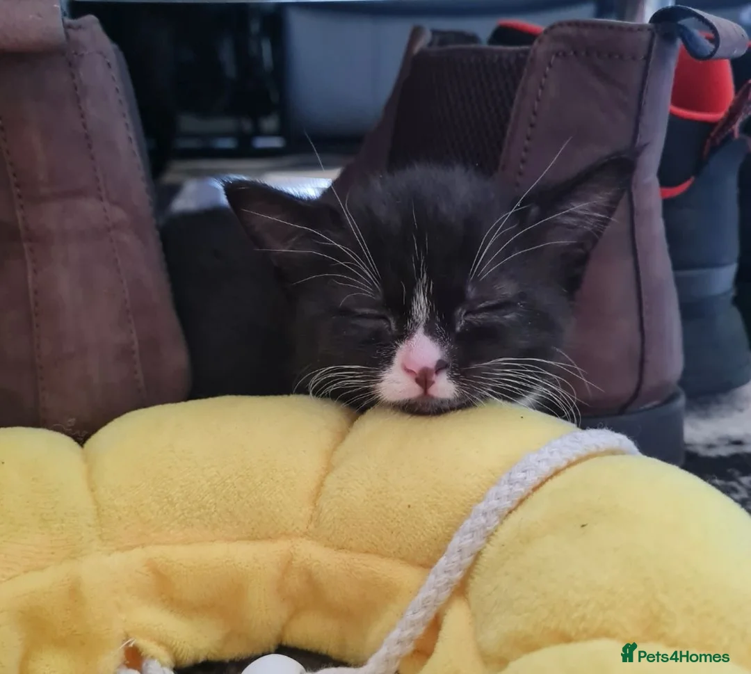 Mixed Breed cats for sale: Female kitten - Advert 2